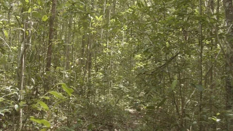 Walking in the forest 스톡 동영상 127490260