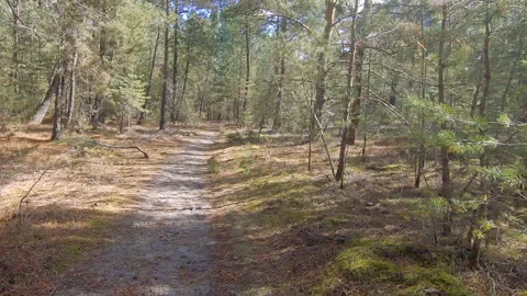 Walking in a Forest Stock Footage 131899389