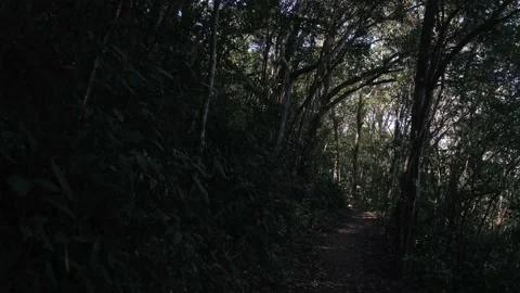 Walking in the forest Stock Footage 138283814