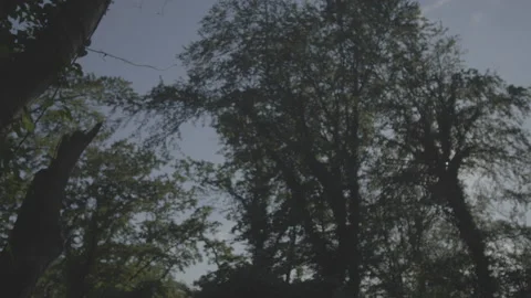 Walking in a forest 動画素材 147741218