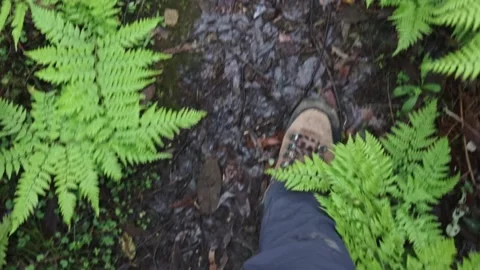 Walking in the forest Video stock 169212552