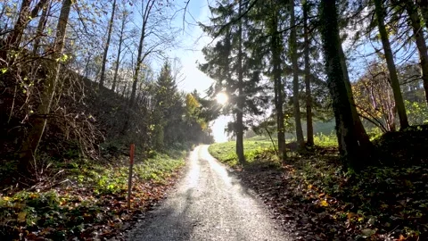 Walking in the forest Video stock 223012213