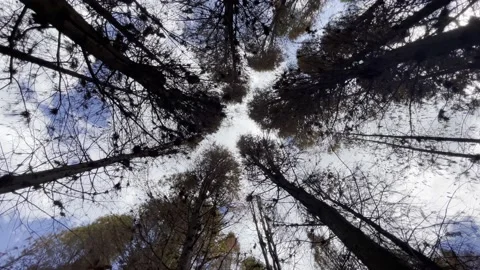 Walking in the forest Stock Footage 233598694