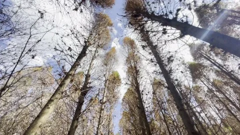 Walking in the forest Stock Footage 233598712