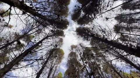 Walking in the forest Stock Footage 233598721