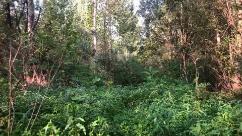 Walking in the forest 動画素材 239090920