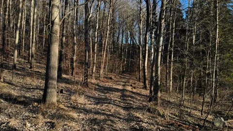 Walking in the Forest Stock Footage 267113156