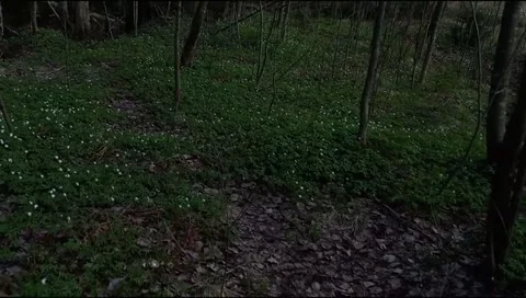 Walking in the forest Stock Footage 316951891