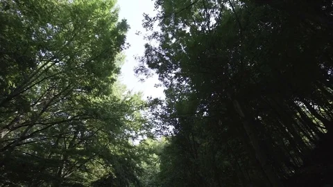 Walking in the forest with gimbal in slow motion at summer Stock Footage 71314246
