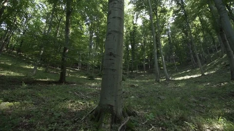 Walking in the forest with gimbal in slow motion at summer Stock Footage 71314689