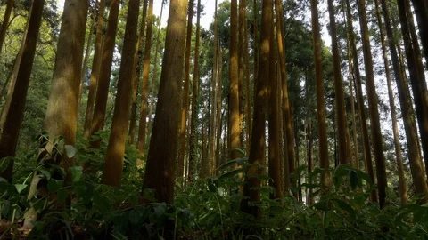 Walking in the forest. High tree trunks illuminated by the sun Video stock 86703905
