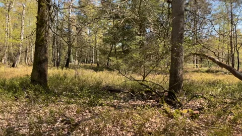 Walking in forest in Hoenderloo, Netherlands Stock-Footage 153395914