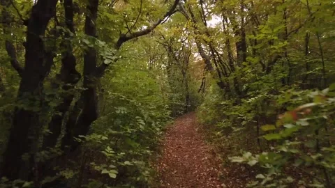 Walking in the forest hyperlapse Stock Footage 141415247