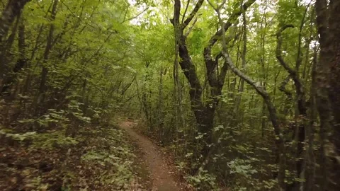 Walking in the forest hyperlapse Stock Footage 141415250