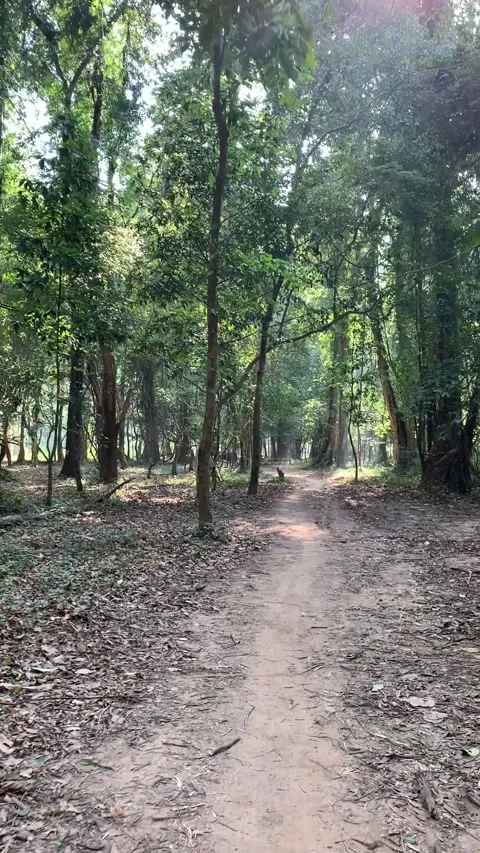 Walking in a forest in Kong Lor 库存影片 343178345