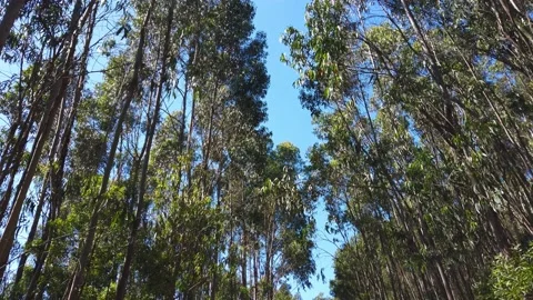 Walking in a Forest Of large and leafy trees seen from below with rays of sun Stock Footage 154393857