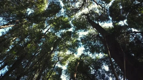 Walking in a Forest Of large and leafy trees seen from below with rays of sun Stock Footage 154393963
