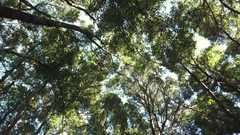 Walking in a Forest Of large and leafy trees seen from below with rays of sun Stock Footage 154393986