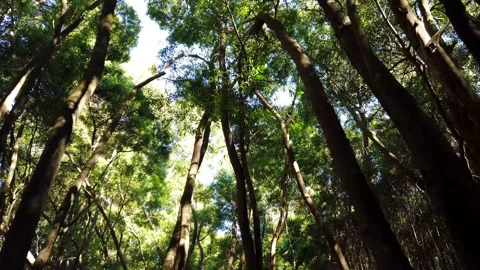 Walking in a Forest Of large and leafy trees seen from below with rays of sun Stock Footage 154394002