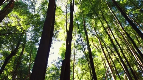 Walking in a Forest Of large and leafy trees seen from below with rays of sun Stock Footage 154394011