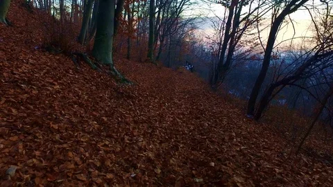 Walking in forest on a leafs carpet in autumn Stock Footage 87290086