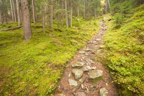 Walking into the forest long a path in a cloudy day. No people around Stock Photos