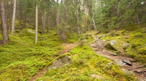 Walking into the forest long a path in a cloudy day. No people around Stock Photos