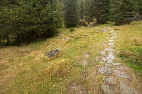 Walking into the forest long a path in a cloudy day. No people around Stock Photos