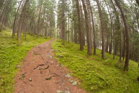 Walking into the forest long a path in a cloudy day. No people around Stock Photos
