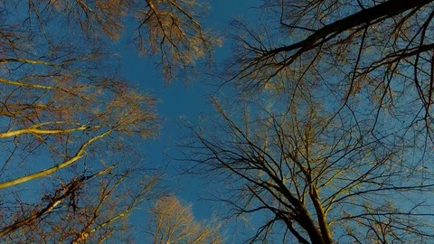 Walking in forest looking up Video stock 87291737