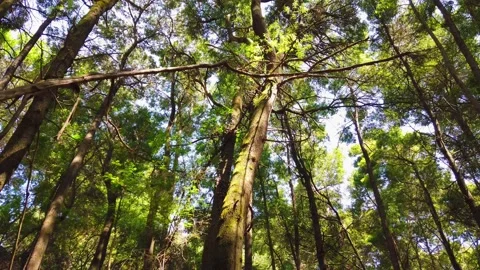 Walking in a forest looking up to the trees. Stock Footage 155934692
