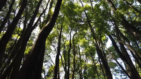 Walking in a forest looking up to the trees. Stock Footage 155934853