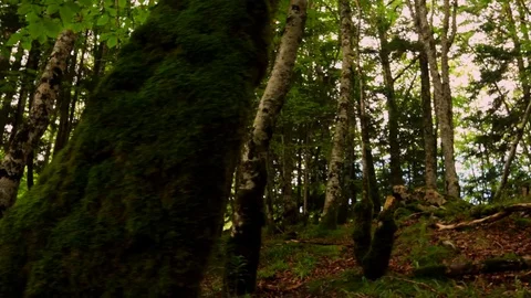 Walking in the forest. Nature backgroud Stock Footage 80661133