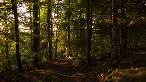 Walking into the forest. Nature background Stock Footage 80676051