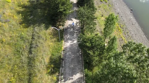 Walking forest nature Stock Footage 240741628