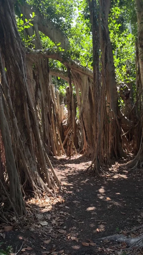 Walking into Forest Park Path Trail of Banyan Trees in Florida. Sun Flare Point  Stock Footage 345016212