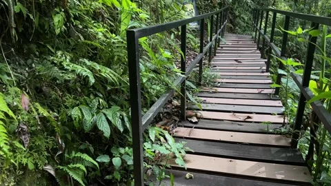 Walking on Forest Path and Wooden Walkway in Lush Tropical Rainforest, POV Shot Stock Footage 324849827