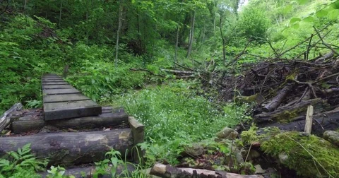 Walking on a forest path by the brook. Stock Footage 75722038
