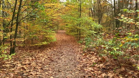 Walking in the forest at a path of brown leaves Stock Footage 212552508