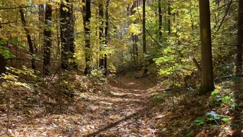 Walking on forest path covered in fall leaves Stock Footage 225509119