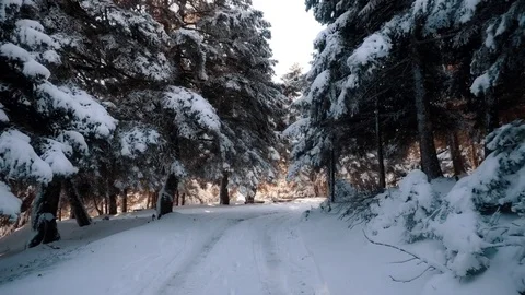 Walking on a forest path with fir trees at the first winter snow Stock Footage 84156999