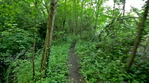 Walking in forest path Stock Footage 714207