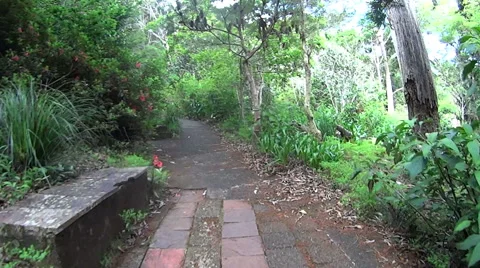Walking On The Forest Path Stock Footage 57967157