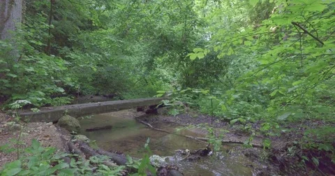 Walking on a forest path. Stock Footage 75699583