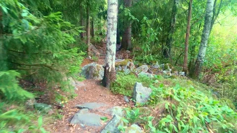 Walking on forest path Stock Footage 157516253