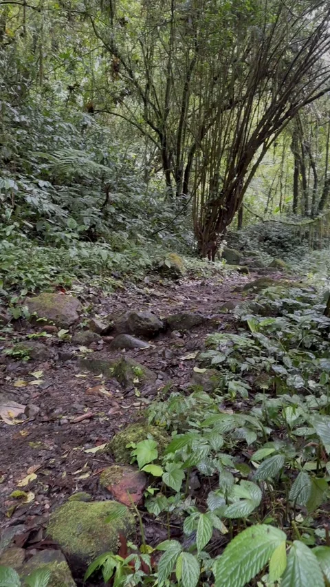 Walking on Forest Path, Lush Green Tropical Jungle, Vertical Shot Stock Footage 324499013