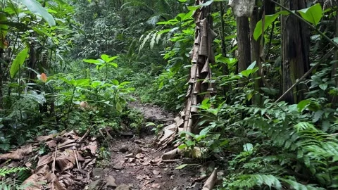 Walking on a Forest Path, Lush Tropical Rainforest, POV Tracking Shot Stock Footage 324788092