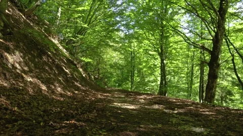 Walking on a forest path. Moving on a forest trail in early autumn season Stock Footage 249892895