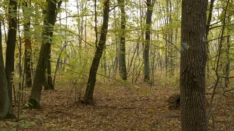 Walking in forest path in park handheld autumn fallen leafs 4k Stock Footage 118762434