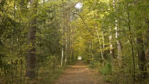 Walking in forest path in park handheld autumn fallen leafs 4k Stock Footage 118776629